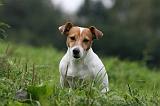 JACK RUSSEL 238